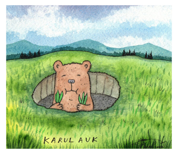 karul auk